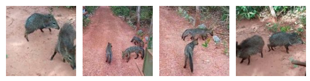 Imasul realiza soltura de mais de 60 animais silvestres no Recanto Ecológico Rio da Prata.