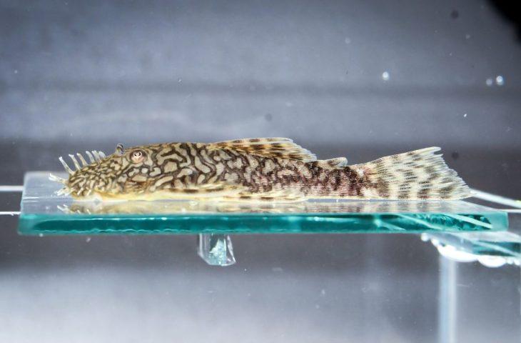 Bioparque Pantanal reforça conservação com mais uma reprodução inédita para a ciência no mundo.
