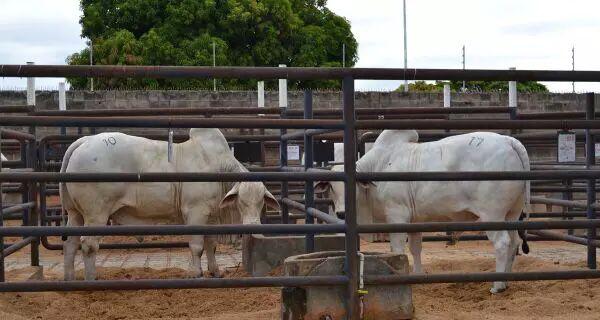 Acrissul abre dia 29 de março o circuito de leilões da Expogrande 2025.