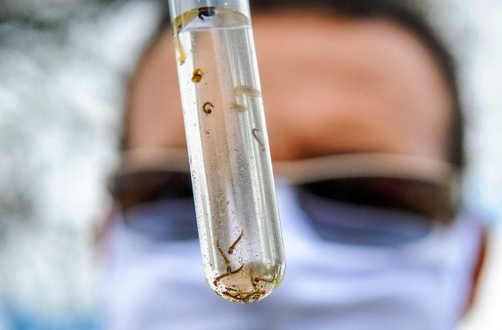 Boletim Epidemiológico: MS registra 1.234 casos confirmados de dengue.