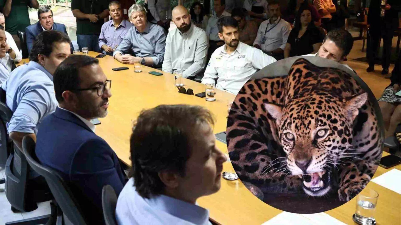 Inédito no país, projeto de MS lança créditos de biodiversidade para proteger a onça-pintada.