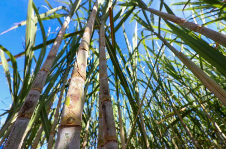 Mato Grosso do Sul tem produção recorde de etanol e avança na descarbonização do setor bioenergético.