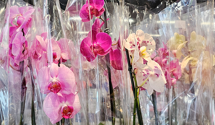 Churrasco ou Orquídea? Pesquisa revela opções para o Dia das Mães em Campo Grande.