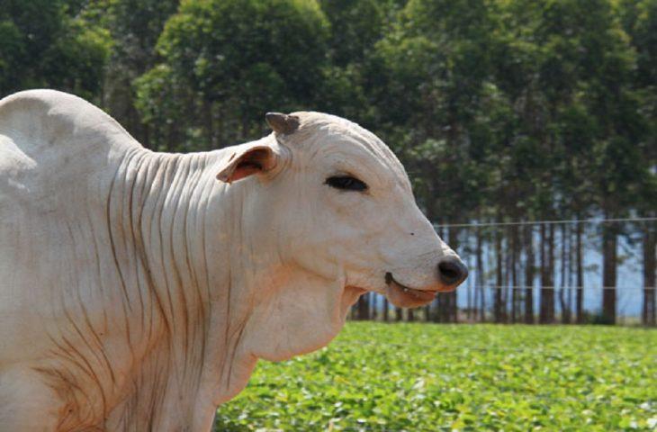 Produtores rurais têm até 2 de junho para declarar rebanho em MS; prazo não será prorrogado.