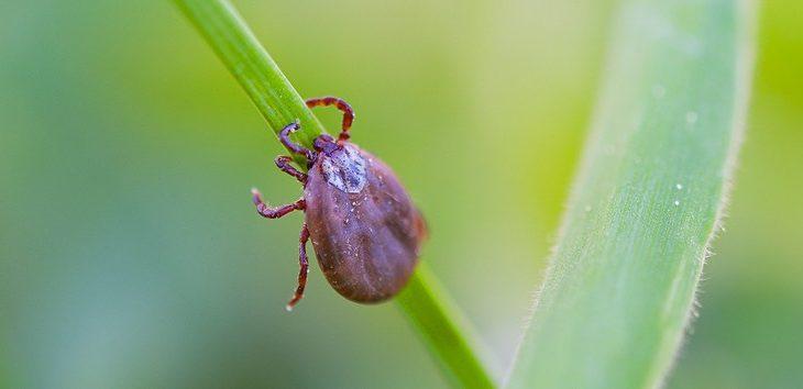 SES formaliza distribuição de remédios no início da sazonalidade da febre maculosa.