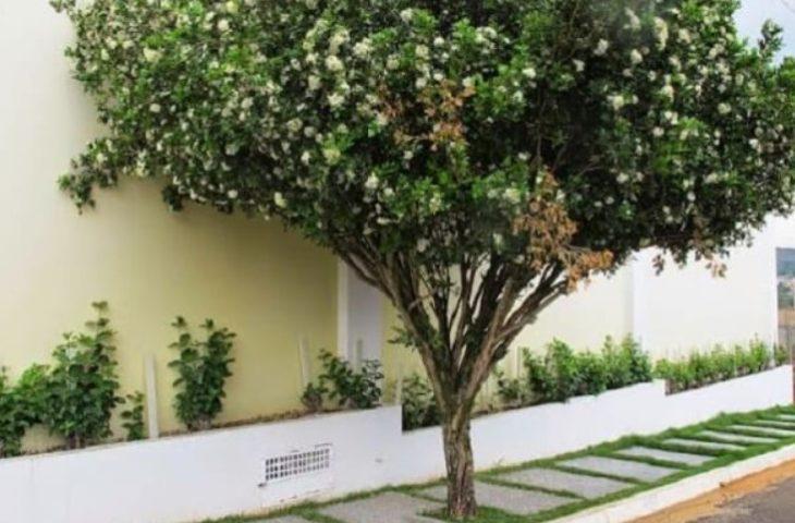 Campo Grande acompanha Lei Estadual e proíbe plantio, comércio e transporte de murta no município.