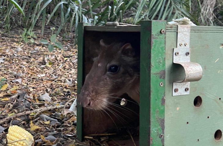 De volta para casa: reabilitados no CRAS, animais silvestres retornam à liberdade no coração do Pantanal.