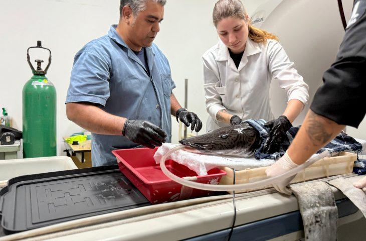 Bioparque Pantanal e UFMS realizam exames de imagem em peixe de grande porte.