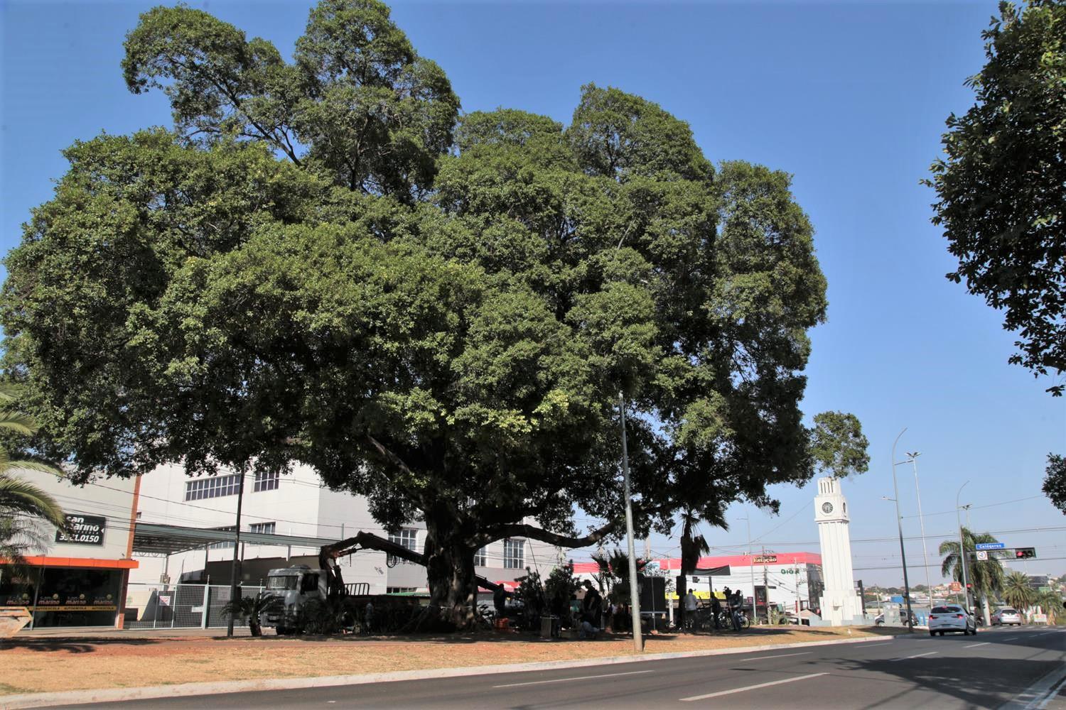Campo Grande celebra Semana da Árvore e reafirma compromisso com a preservação ambiental.