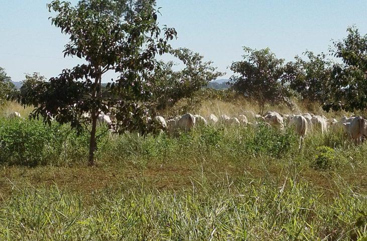 Mato Grosso do Sul sai na frente na captura de carbono e no desenvolvimento sustentável.