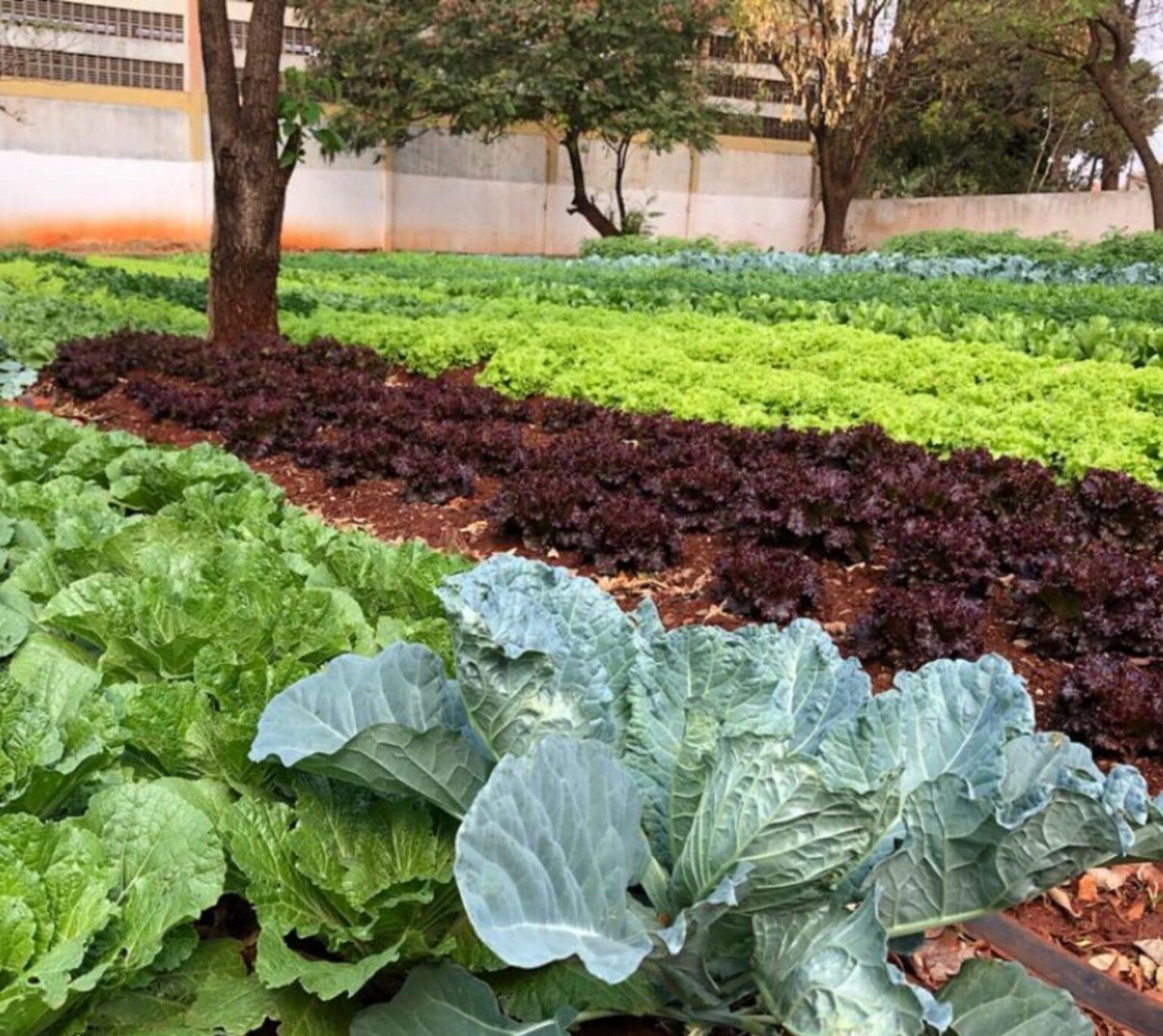 Prefeitura abre chamada pública para agricultores familiares fornecerem alimentos ao PAA Municipal.