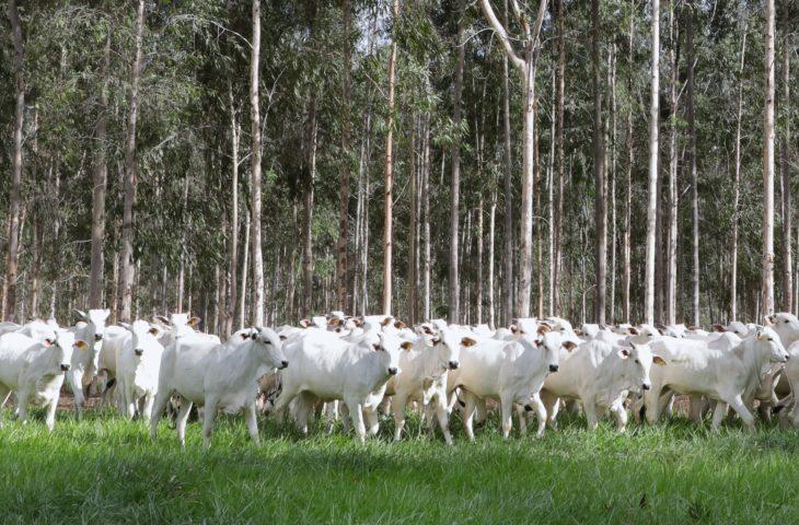 Declaração de Rebanho: segunda etapa da campanha da Iagro começa em 1º de novembro.