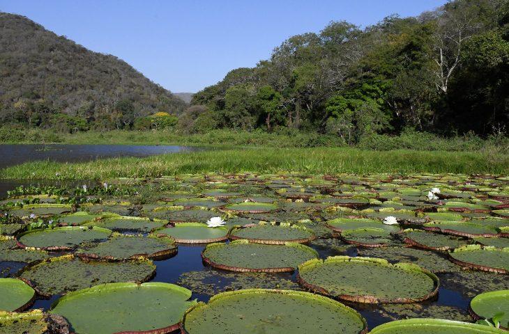 Avanços ao aliar crescimento e preservação referendam MS na COP30, e Estado adere ao ‘selo verde’ europeu.