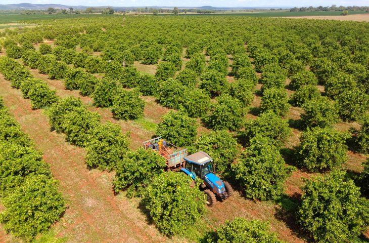 Citricultura: MS Citrus Summit vai debater nova fronteira produtiva em Três Lagoas.
