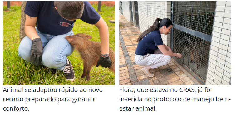 Conheça Flora, fêmea de cateto que não pode voltar à natureza e encontrou no Bioparque Pantanal um novo lar.