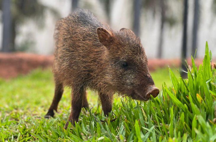 Conheça Flora, fêmea de cateto que não pode voltar à natureza e encontrou no Bioparque Pantanal um novo lar.