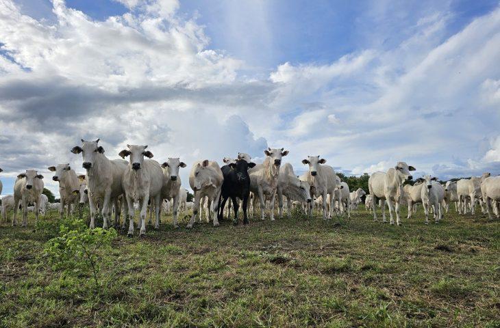 Recuperação de pastagens em MS avança com políticas públicas estruturantes, crédito e tecnologias.