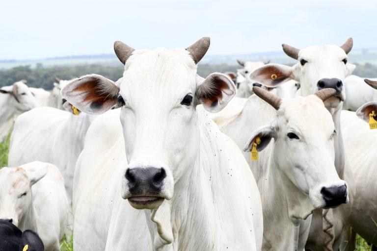Com maior crescimento do país, agro de MS é fruto de incentivo, modernidade e sucesso do homem do campo.