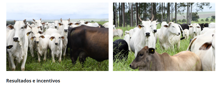 Com maior crescimento do país, agro de MS é fruto de incentivo, modernidade e sucesso do homem do campo.