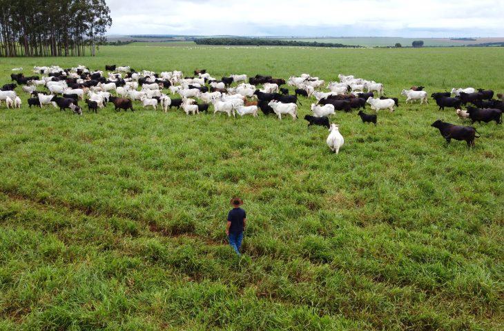 Com maior crescimento do país, agro de MS é fruto de incentivo, modernidade e sucesso do homem do campo.
