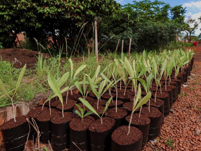 Plantio do Bosque da COP15 começa neste sábado.