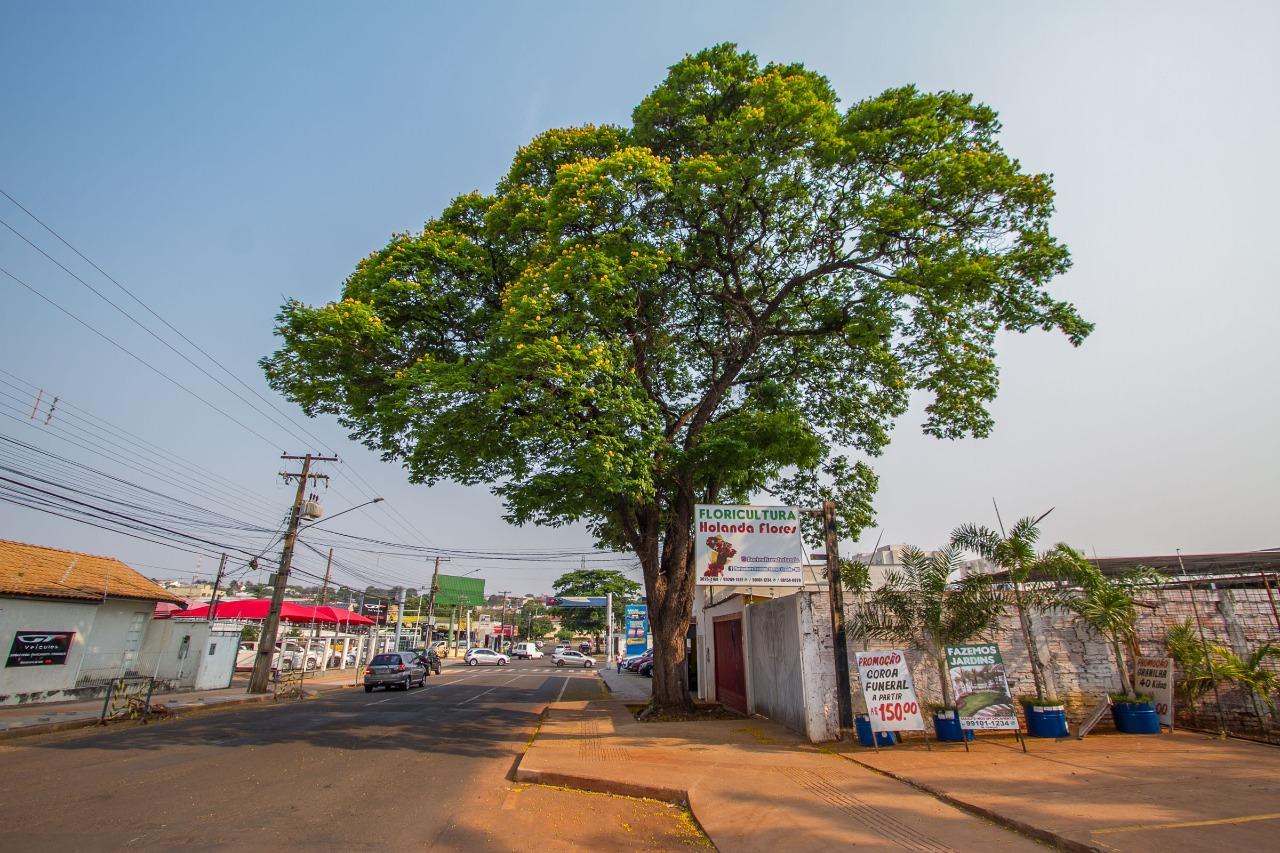 Prefeitura promove roda de conversa sobre arborização na COP15.