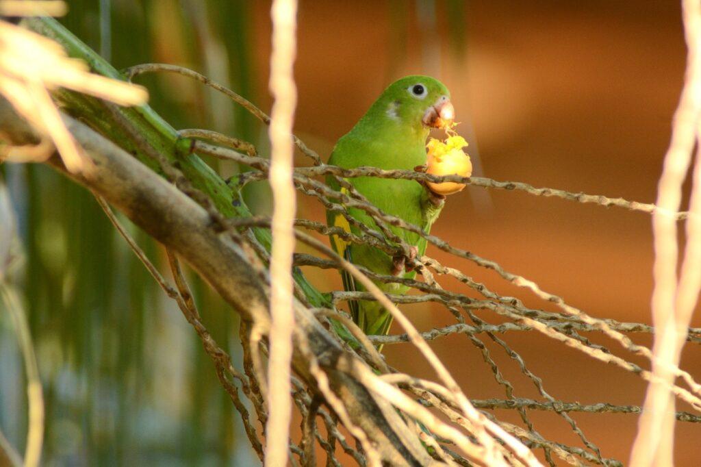 Campo Grande celebra três anos como Capital do Birdwatching. Campo Grande celebra três anos como Capital do Birdwatching.
