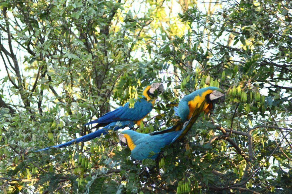 Campo Grande celebra três anos como Capital do Birdwatching. Campo Grande celebra três anos como Capital do Birdwatching.