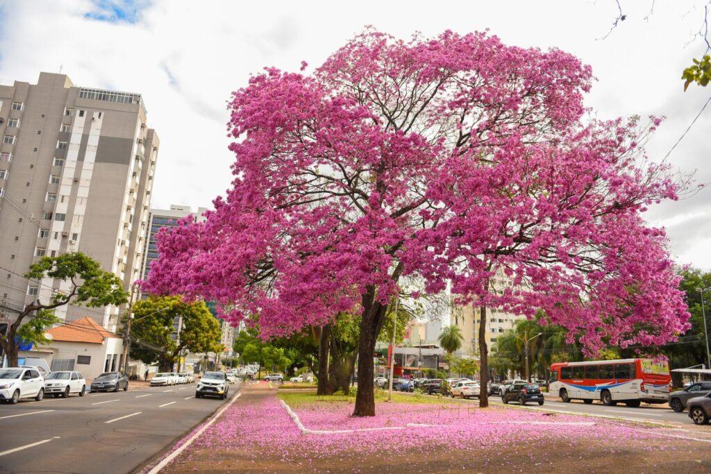 Campo Grande lidera o Mapa do Turismo no Brasil. Campo Grande lidera o Mapa do Turismo no Brasil.