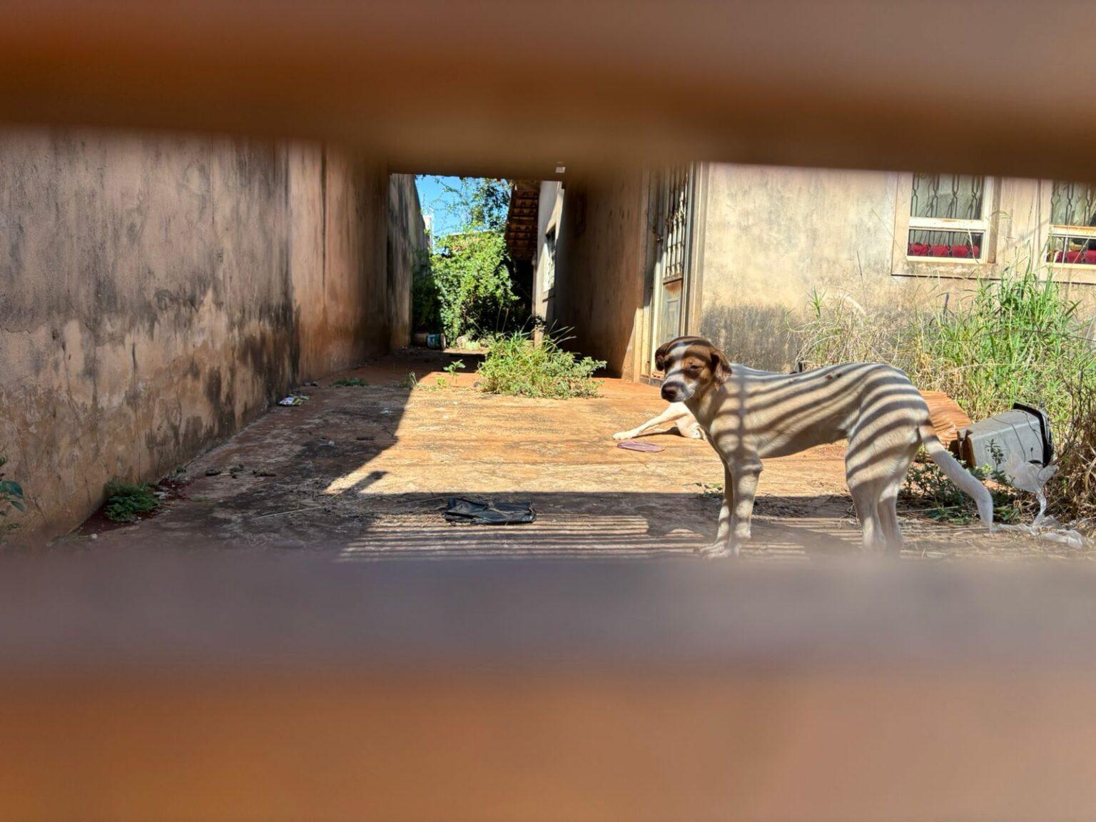 Abril Laranja mobiliza ações de combate aos maus-tratos contra animais na Capital..