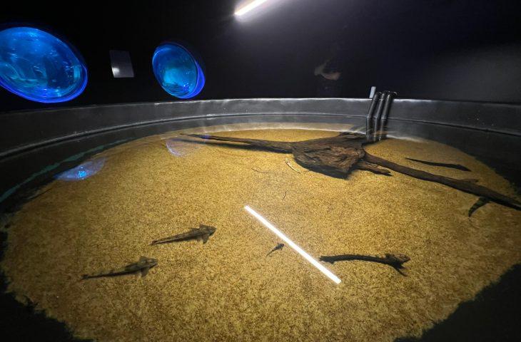 Bioparque Pantanal resgata peixes afetados pela decoada e fortalece pesquisas científicas.