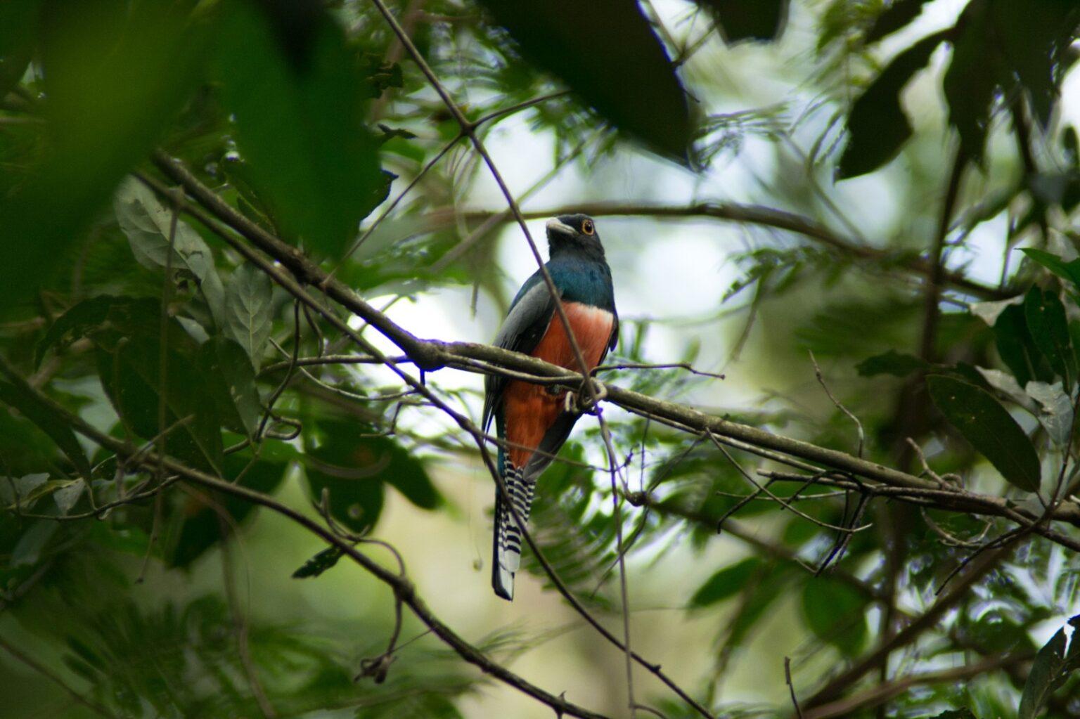 Campo Grande celebra três anos como Capital do Birdwatching.