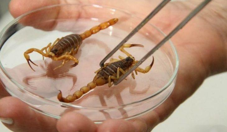 Escorpiões dentro de casa: como evitar acidentes e o que fazer em caso de picada.