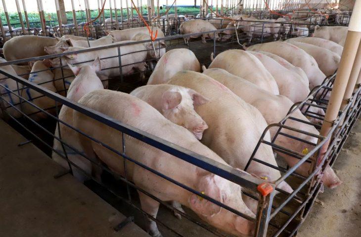 MS consolida avanço da suinocultura com crescimento de 50% e mais de R$ 300 milhões em incentivos.