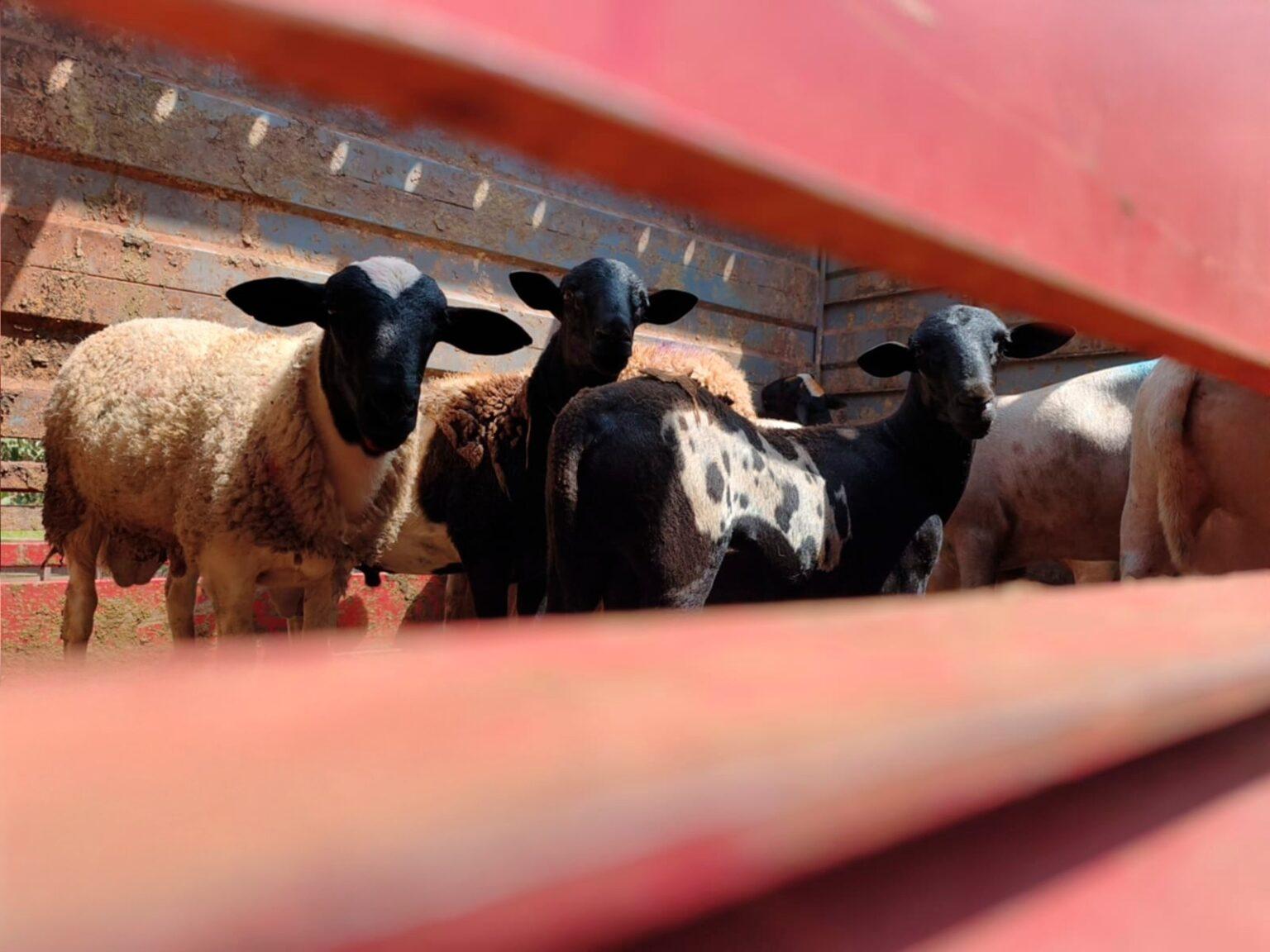 Primeiro embarque de ovinos marca nova fase do setor em CG.