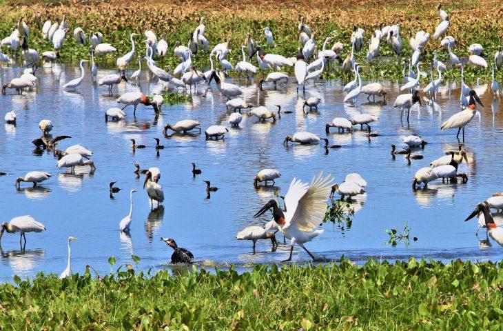 UEMS lidera cooperação internacional com a University of Birmingham em imersão acadêmica no Pantanal.