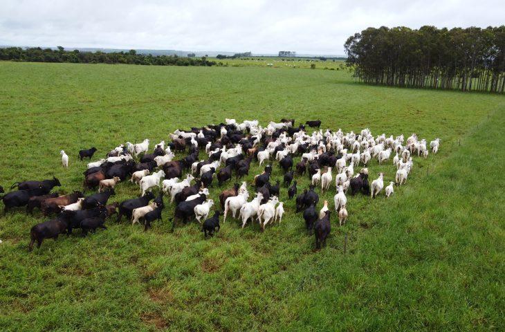 Frente fria acende alerta para risco de hipotermia em rebanhos e Iagro orienta produtores rurais em MS.