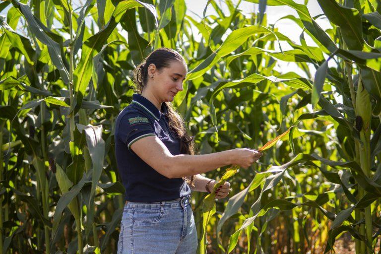 Investimentos em pesquisa ajudam a elevar produtividade e competitividade do agro de Mato Grosso do Sul.