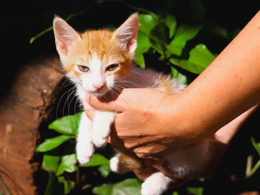 Feira de adoção de pets acontece nesse domingo.