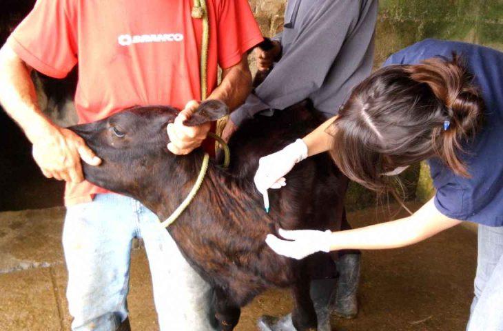 Iagro avisa: prazos para campanha de vacinação de bezerras contra brucelose continuam inalterados em MS.