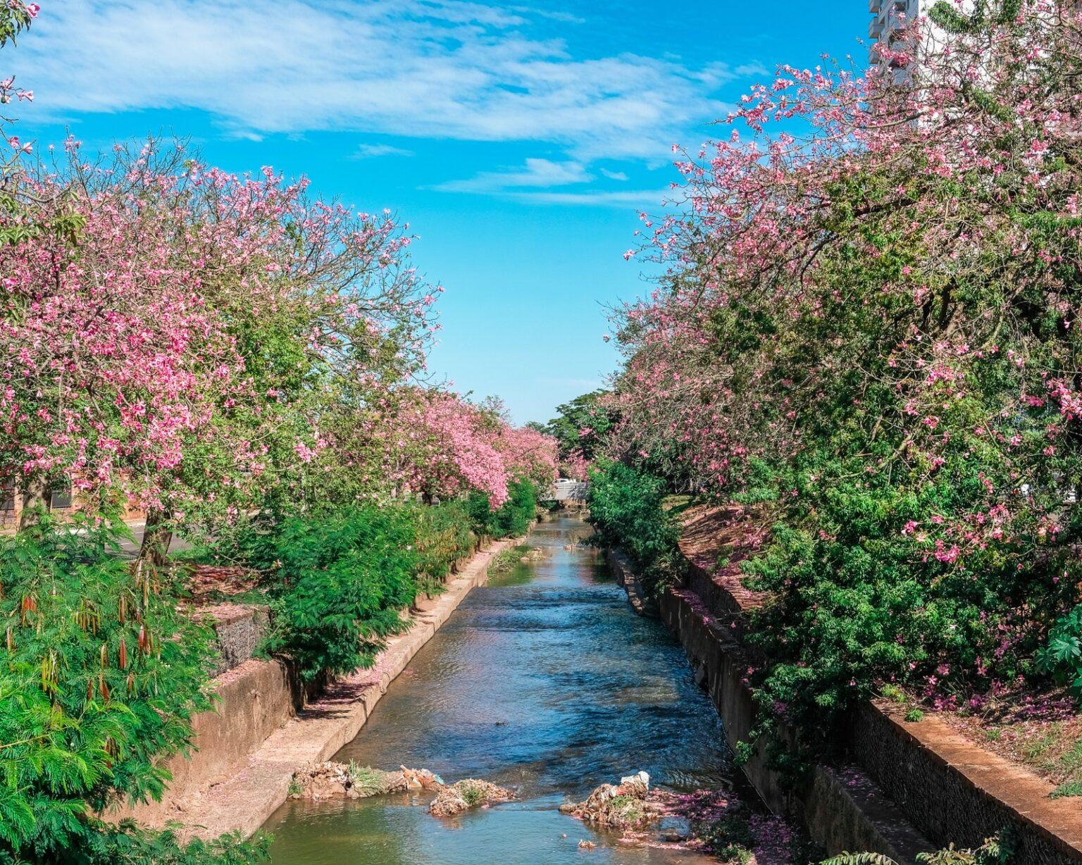 No Dia do Meio Ambiente, veja o que torna Campo Grande referência em sustentabilidade.